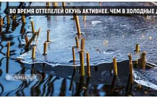Как ловить окуня в феврале: тактика ловли, снасти