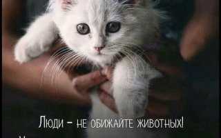Статусы Вк про животных