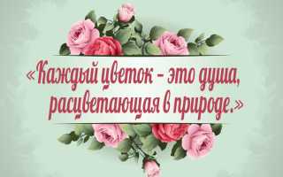 Самые невероятные статусы о цветах