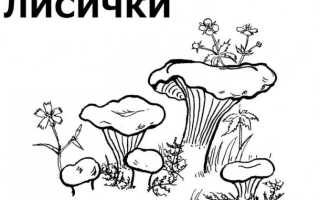 Как нарисовать гриб пошагово: основные этапы создания рисунка. Обзор идей, как изобразить лисичку и мухомор