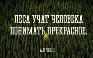 Волшебные статусы о лесе