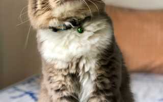 Самый милый статус про кошку