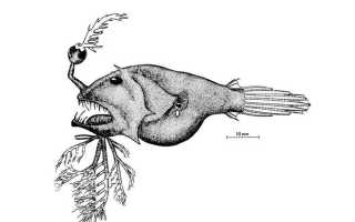 Морской чёрт или рыба с фонариком – 13 фото