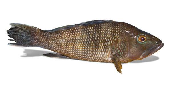 Черный морской окунь