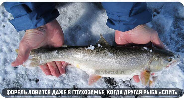 Форель в глухозимье
