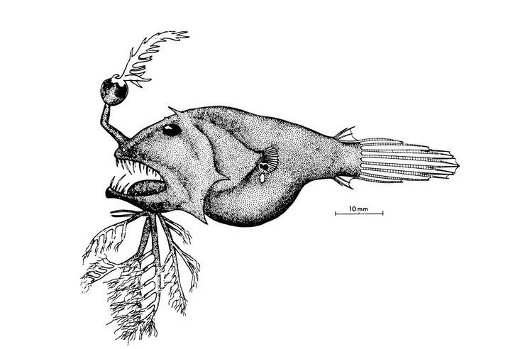 глубоководные удильщики