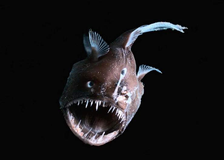 хищная рыба удильщик