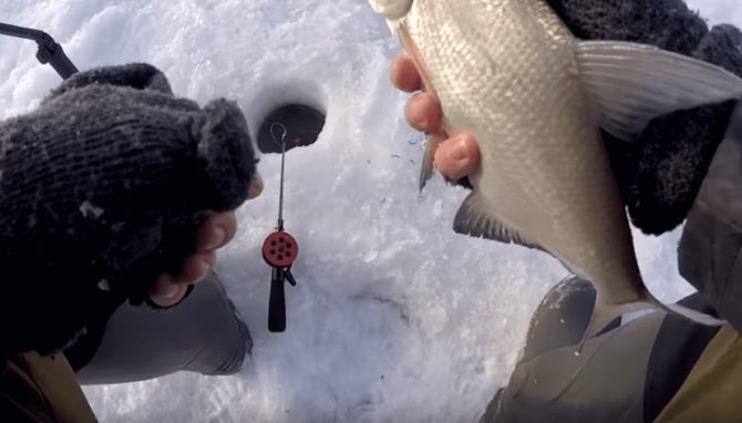 Поиск леща зимой и тактика ловли.