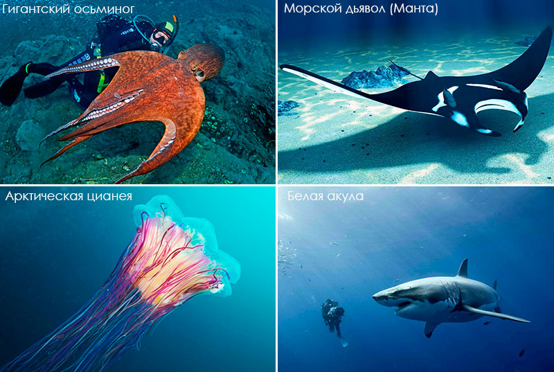 Удивительные морские обитатели