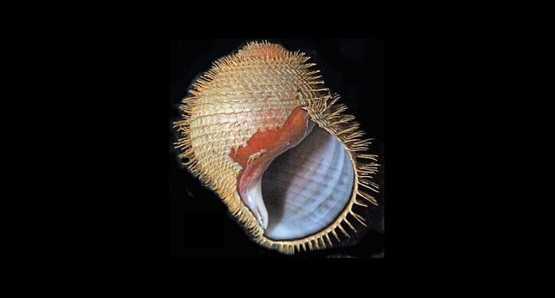 Alviniconcha strummeri