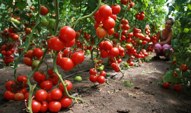 Голландская технология выращивания томатов
