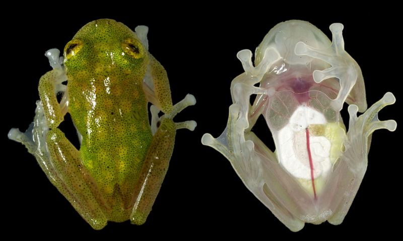 Стеклянная лягушка Centrolenidae