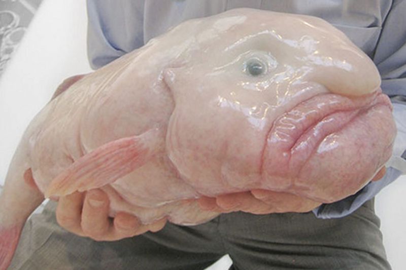 Blobfish - рыба-капля