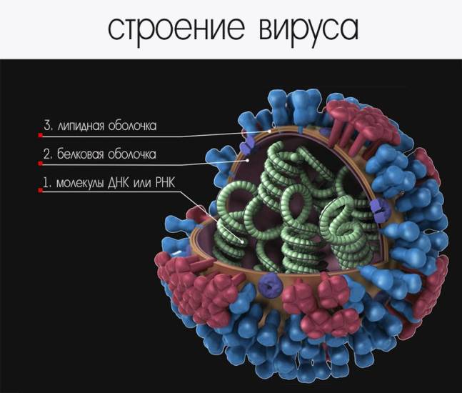 Строение вируса