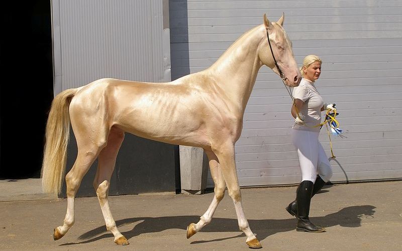 Ахалтекинская лошадь изабелловой масти