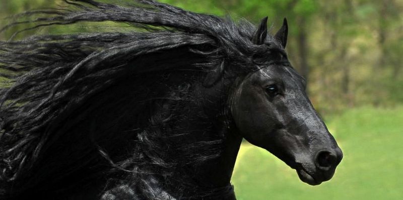 Лошадь с очень красивой гривой
