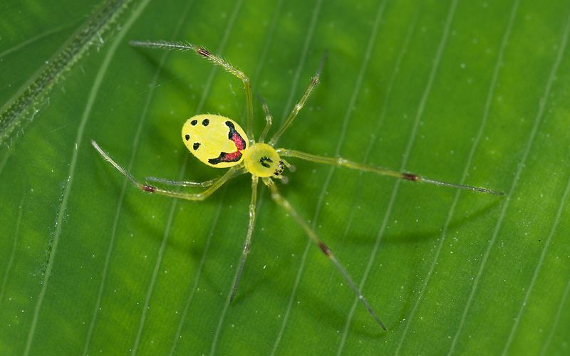 Улыбающийся паук Theridion grallator