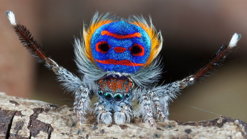 Паук-павлин Maratus volans