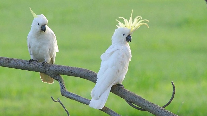Какаду