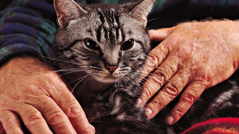 Кошки лечат людей